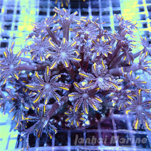 大手星花-人工 金海水观赏珊瑚水族宠物活体顺丰