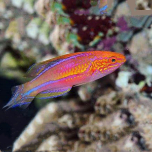 矛纹雀公鱼海水观赏鱼宠物鱼海水鱼活鱼苗招财小型鱼金鱼