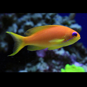 印度洋蓝眼宝石鱼海金鱼宝石鱼海水鱼海水观赏鱼水族宠物活体顺丰