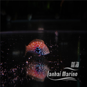 东非豹纹龙母鱼海水鱼隆头鱼海水观赏鱼海鱼活体水族宠物顺丰