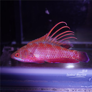 菲律宾火焰雀 公鱼海水鱼隆头鱼海水观赏鱼海鱼活体水族宠物顺丰
