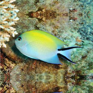 日本燕母鱼海水神仙鱼海鱼活鱼海水观赏鱼海洋顺丰活体