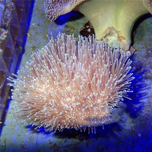 高脚花环皮革珊瑚