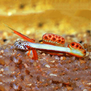 虾虎鱼活体海水