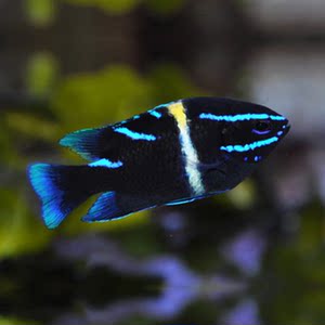 蓝丝绒雀鲷鱼海水观赏鱼海鱼活体水族宠物顺丰