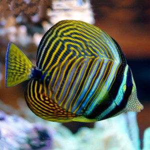 珍珠大帆吊鱼倒吊鱼海水观赏鱼海鱼活体水族宠物顺丰