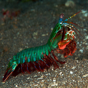 渔家赶海淘宝五彩皮皮虾活体观赏 彩虹螳螂虾 海水宠物虾 琵琶虾蛄