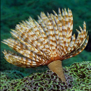 13同款货源海明海水鱼珊瑚水族淘宝羽毛管虫 黄管虫 红白硬管虫