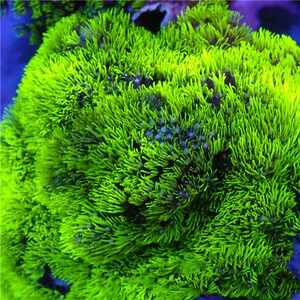 超荧光绿草皮海水观赏珊瑚水族宠物活体顺丰