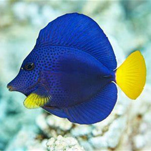 红海紫吊海水观赏鱼倒吊鱼鱼活体宠物顺丰包活