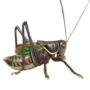 蝈蝈活新脱鸣虫冬蝈蝈超大活体大肚子叫蝈蝈铁皮山青天津绿宠物活