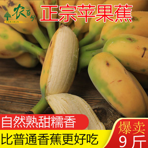 正宗苹果粉蕉新鲜小香蕉自然熟广东苹果蕉皇帝芭蕉水果banana