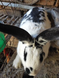 黑花兔,比利时兔,中华黑兔,黑花兔,青紫兰.六斤的