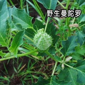 曼陀罗种子庭院花卉盆栽家庭阳台种植花草花海草花四季花卉花种籽