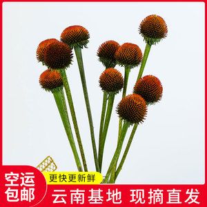 云南昆明基地猫眼花a级 鲜花鲜切花 夏日当季时令花材发