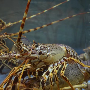 鲁海丰海鲜野生船冻印度小青龙海虾冷冻活冻青龙虾400-450g每只
