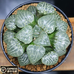 101水晶康平寿母本多肉植物养殖时间4年丸叶大型植株绿植盆栽.