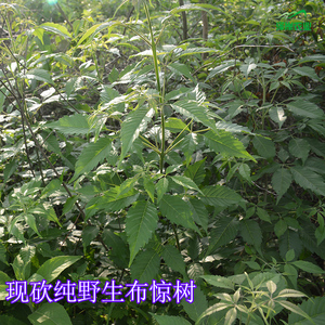 9830人付款淘宝江西特产食用碱水包粽子 自制糯米碱味粽灰水粽手工碱