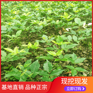 供应红豆树相思豆苗鄂西红豆花榈木苗南方庭院观赏红豆幼树苗0人付款