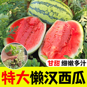 懒汉西瓜苗种子正品高产特大早熟四季播种少籽农科院西瓜水果种籽
