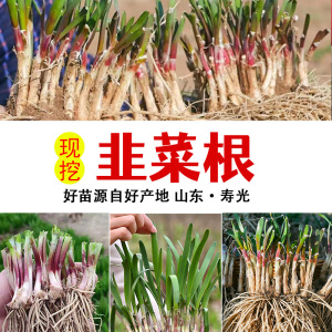 山东红根韭菜根非菜苗蔬菜室内盆栽植物阳台种菜院里栽种蔬菜苗