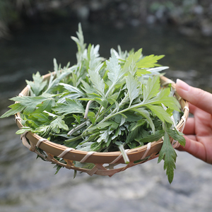 新鲜现摘食用艾草叶野菜青团糍粑粑清明果嫩非艾叶艾蒿艾米果包邮