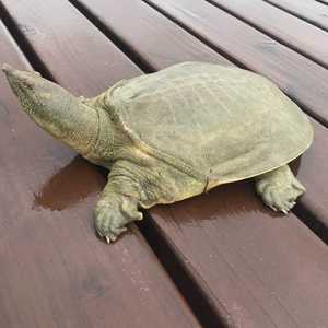 日本团鱼清水鳖体龟幼鳖500克小甲鱼苗纯外塘八老鳖中华鳖放养水