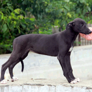 中国细犬幼犬图片