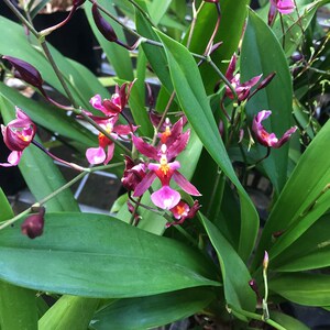 带花苞浓香文心兰香水美人原盆带土发货好养包养成活开花室内花卉