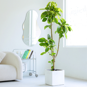 【黄金树盆栽室内】黄金树盆栽室内品牌,价格 - 阿里巴巴