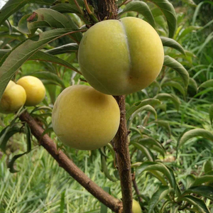 李树嫁接苗南方