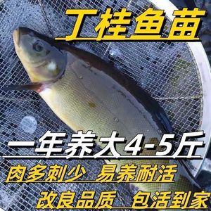 丁桂鱼苗丁贵鱼须岁鱼淡水冷水养殖鱼苗食用鱼丁岁鱼活体包邮包活