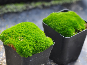 苔藓小虫草堂鲜绿青苔活水苔白发砂朵朵真曲尾羊绒蕨类植物微景观