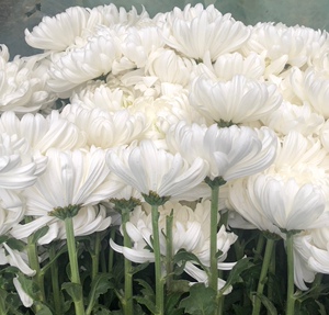 清明节祭祀白菊花祭奠祭祖扫祭白色菊花鲜切花冬至上坟花圈用花