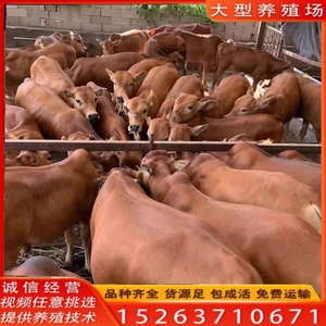 改良黄牛犊活体牛犊子出售鲁西黄牛活苗西门塔尔牛杂交牛养殖技术