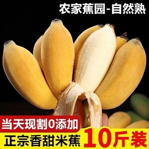 现货新鲜小米蕉banana应季新鲜水果生青香蕉带箱10斤包邮