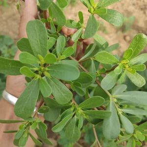 马齿苋菜新鲜马齿笕长寿菜马蜂菜马齿 蚂蚱菜即食2斤五行草马屎苋