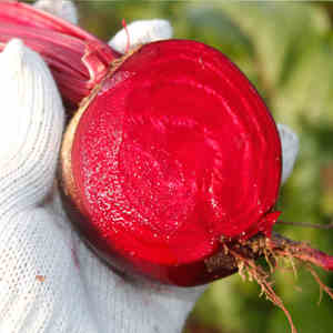 甜菜根5斤新鲜红菜头保健蔬菜红心萝卜紫菜头红甜菜根红根菜包邮