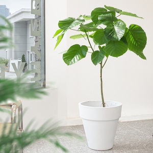 日本爱心榕盆栽 心叶伞榕树大叶植物北欧ins室内盆景大型客厅绿植