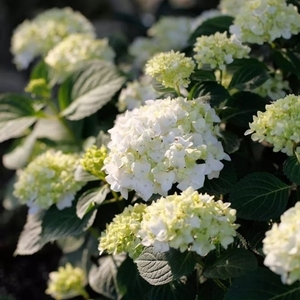 无尽夏新娘一加仑盆栽地栽耐晒