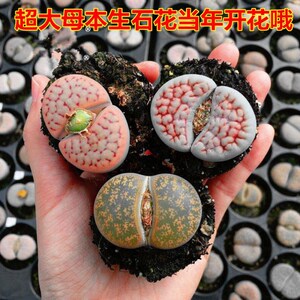 招福玉生石花