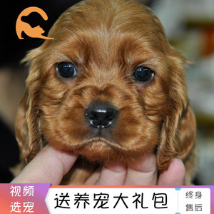 重庆宠物店可卡犬幼犬纯种活体宠物狗英国可卡双色美国可卡犬