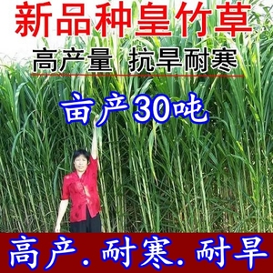 四季新型皇竹草子种孑多年生种子品种 黄竹草种 甜象草种养殖畜牧