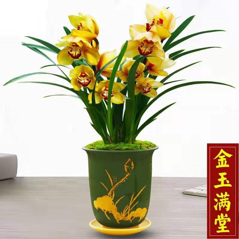 日本购兰花【红贵人】浓香盆栽室内花卉绿植观花建o兰兰草兰花苗