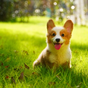 上海柯基幼犬纯种活体短毛威尔士短腿三色家庭陪伴犬cku基地直销