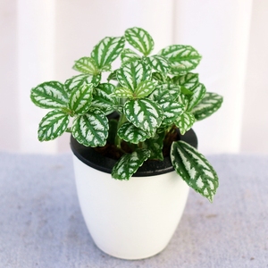 冷水花盆栽室内