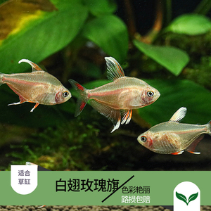 小型热带观赏宠物群游扯旗灯科鱼白翅玫瑰扯旗鱼白帆扯旗1169