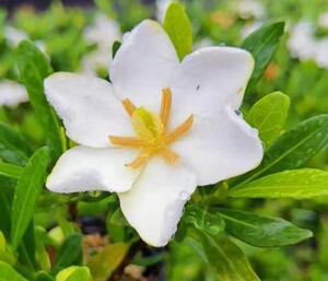 栀子花  海星  枝叶紧凑根系发达棒叶型花如海星适合造型盆景材料