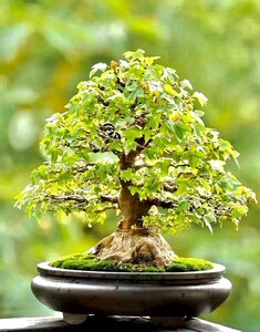 唐枫矮霸小叶三角枫盆景绿植植物花卉盆栽室内