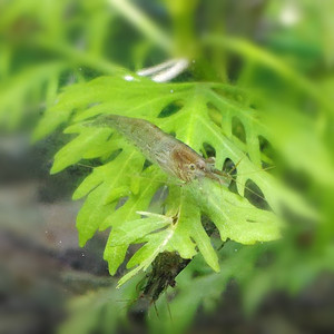 黑壳虾草缸除藻虾观赏虾秀丽白虾活体饲料水草清洁米虾吃青苔绿藻